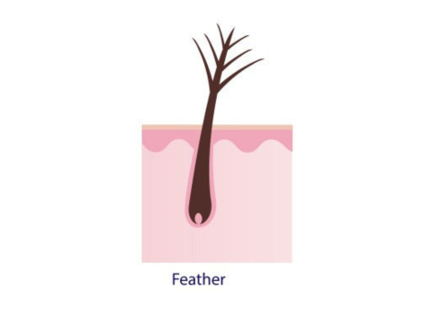 feather split end